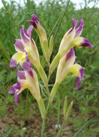 Gladiolus venustus flower spike